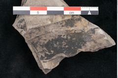 Foto (Detailansicht) von Haastia speciosa Ettingshausen (NHMW-GEO-2024-0188-10214)